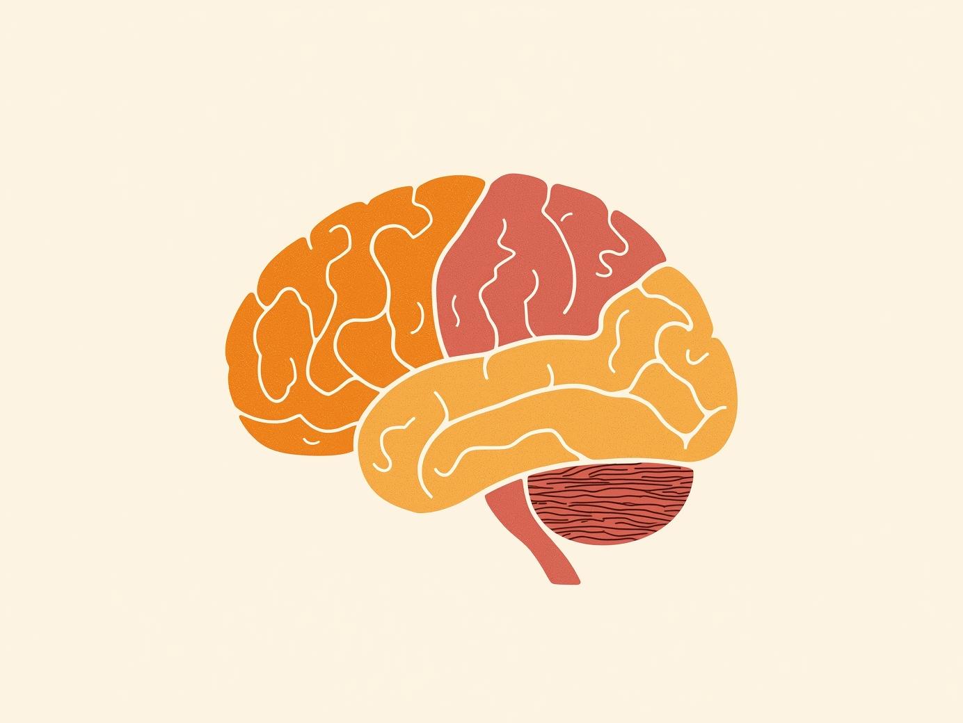 Il cervello dei bambini